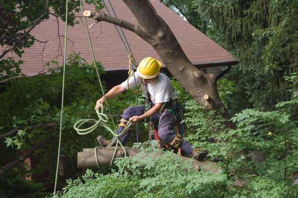 How Our Tree Care Process Works  in  Independence, MO