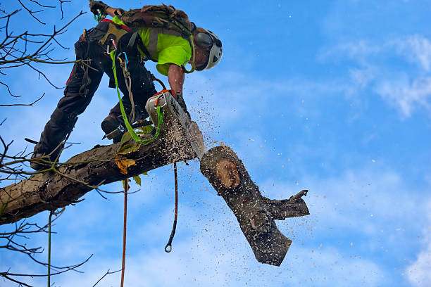 Best Stump Grinding and Removal  in Independence, MO
